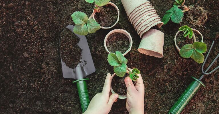 mani di persona fanno giardinaggio