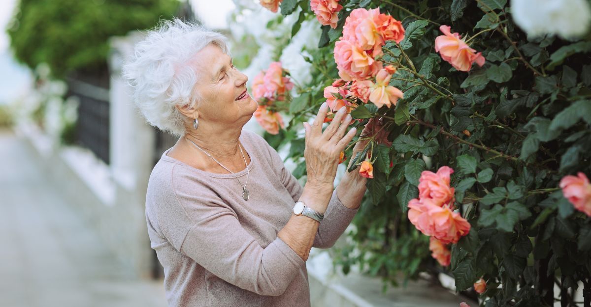Anziana signora ammira splendidi cespugli di rose colorate. Signora anziana a passeggio in città mentre esamina i fiori