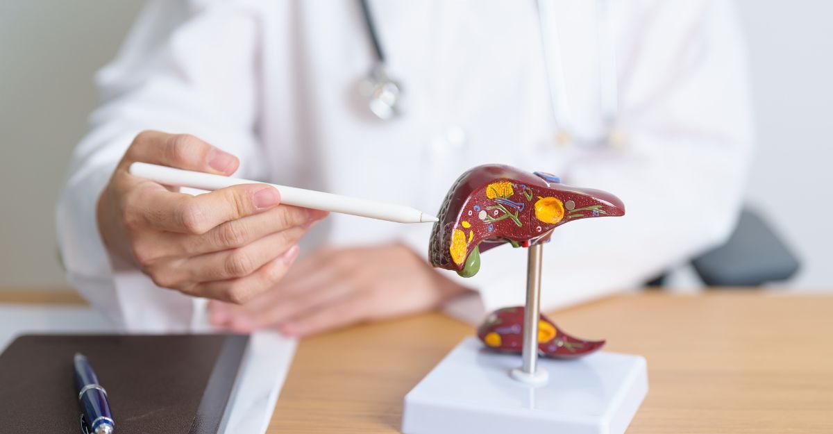 Un medico indica con una penna un modello anatomico del fegato umano su una scrivania.