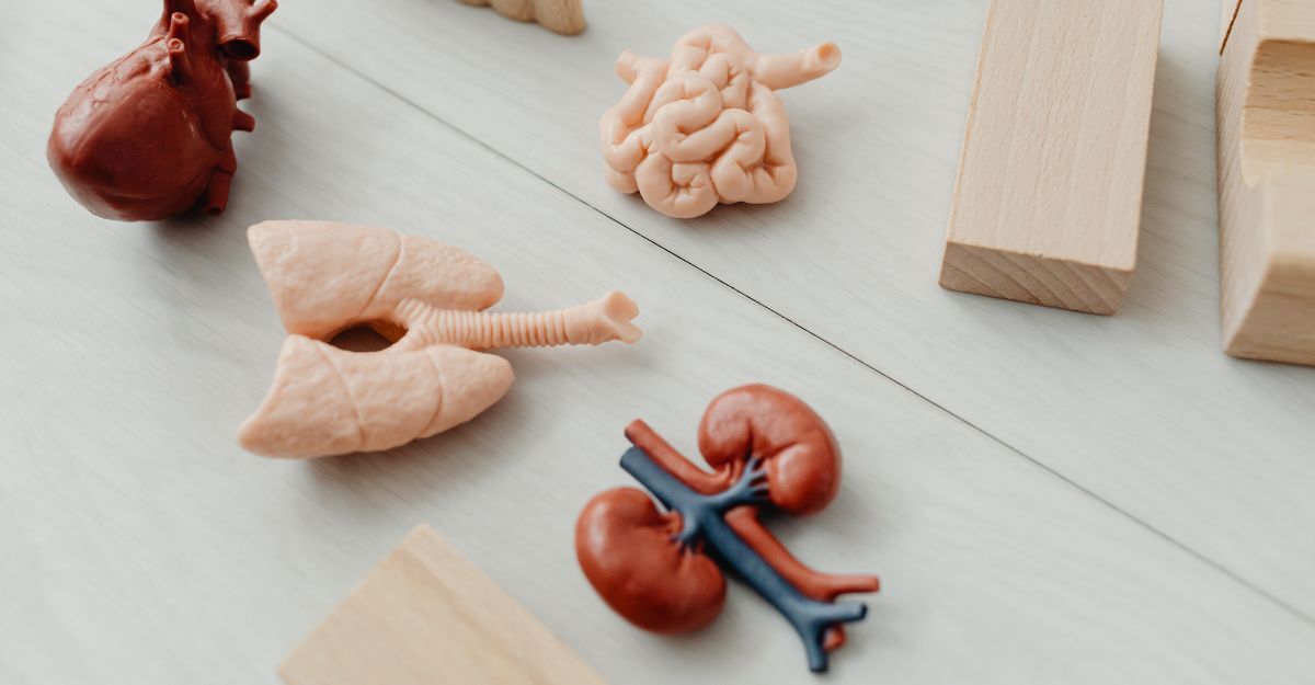 forme-di-organi-umani-sparsi-stilizzati