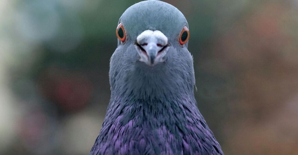 piccione-in-primo-piano