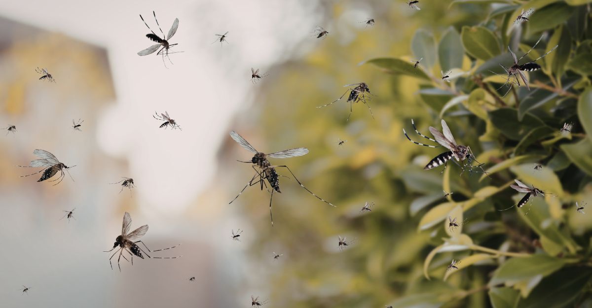 Zanzare potenziali veicoli di Dengue in Italia.