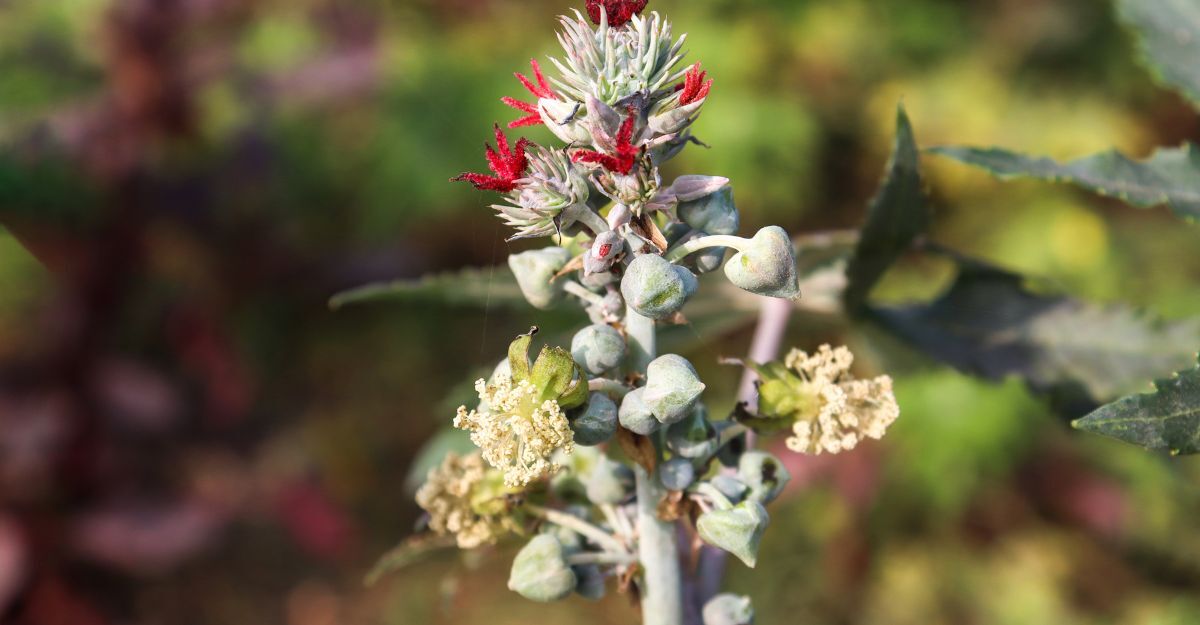 Una pianta di ricina