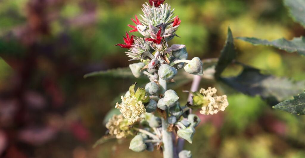 Una pianta di ricina