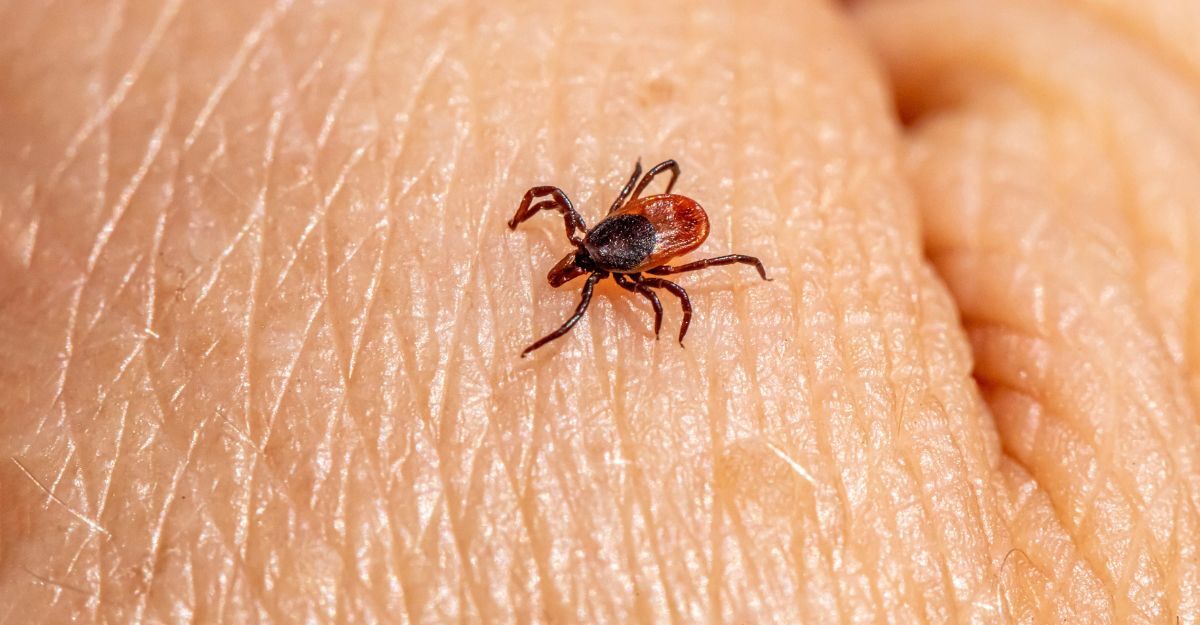 Primo piano di una zecca che cammina sulla pelle umana