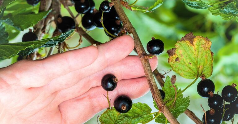 Una persona con in mano il ribes nero.