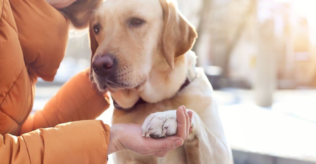Una donna abbraccia il suo labrador