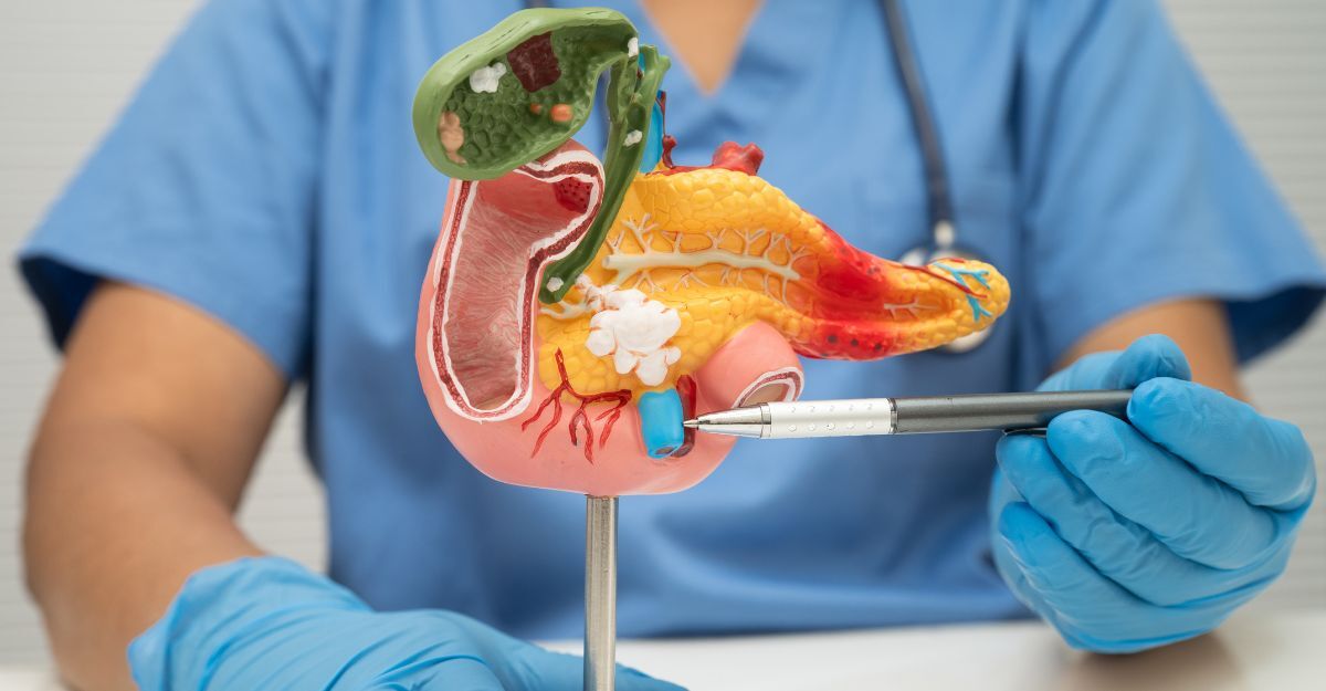 Un medico indica un modellino di un pancreas