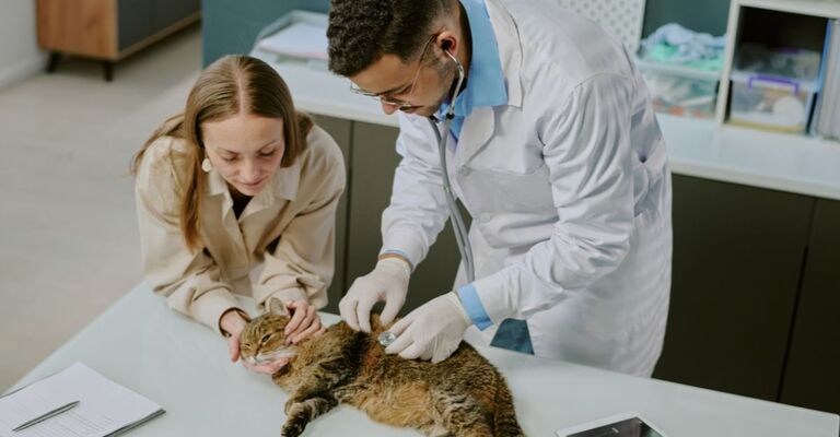 Un gatto dal veterinario