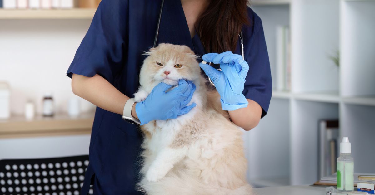 Un gatto dal veterinario