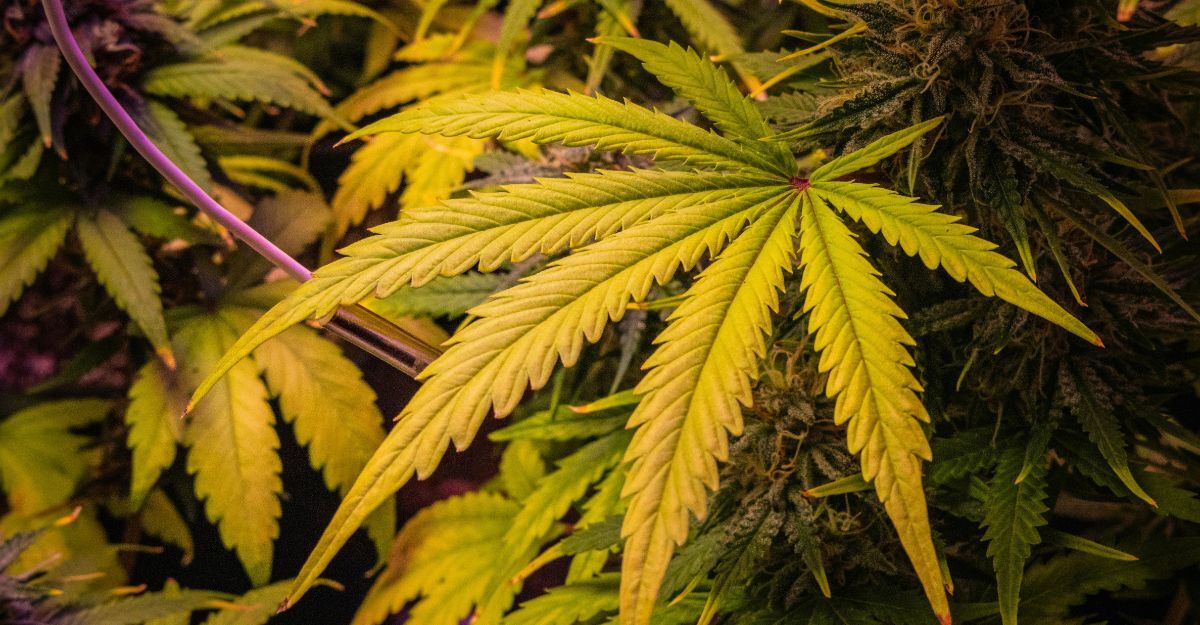 foglia-di-cannabis