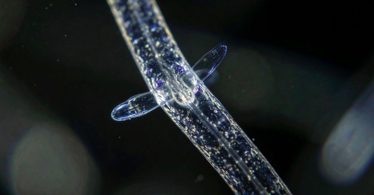 parassita