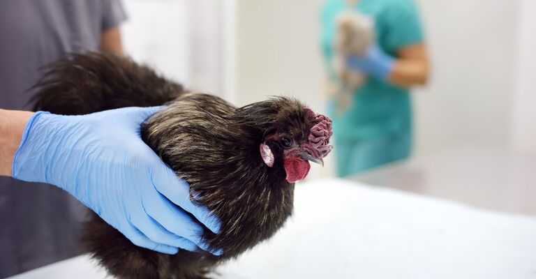 gallo dal veterinario