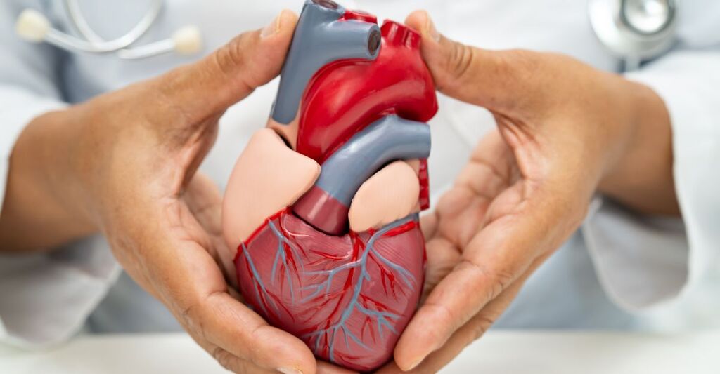 un medico che tiene in mano il modellino di un cuore
