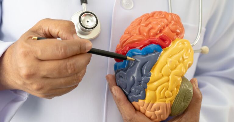 Un medico che indica un modellino del cervello