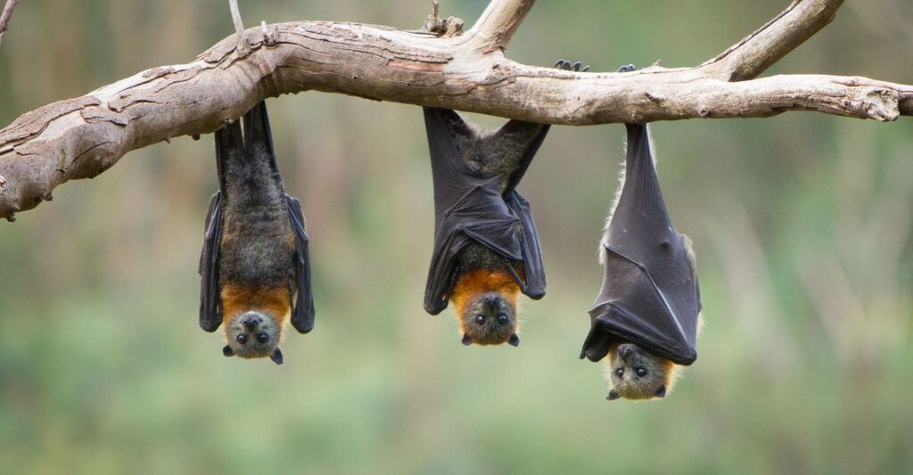 3 pipistrelli appesi ad un ramo
