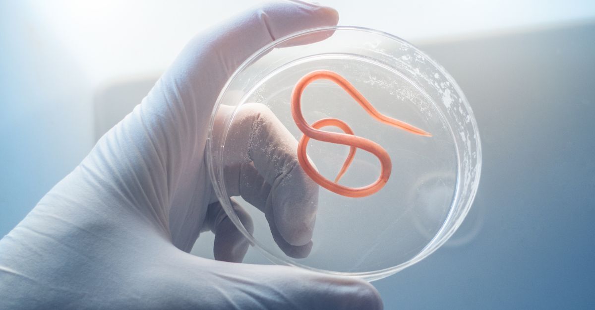 parassita in laboratorio