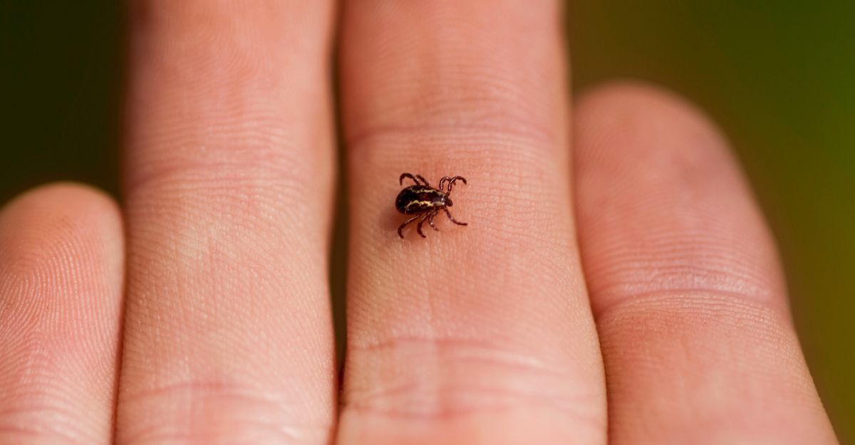Un uomo con in mano una zecca