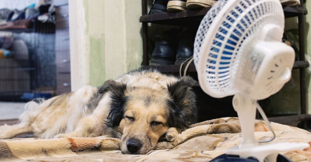 Un cane che dorme sul letto con il ventilatore acceso