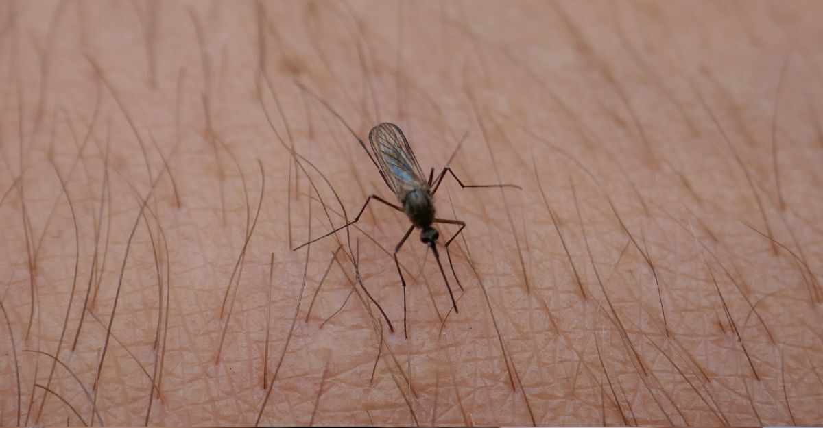 zanzara appoggiata su un braccio