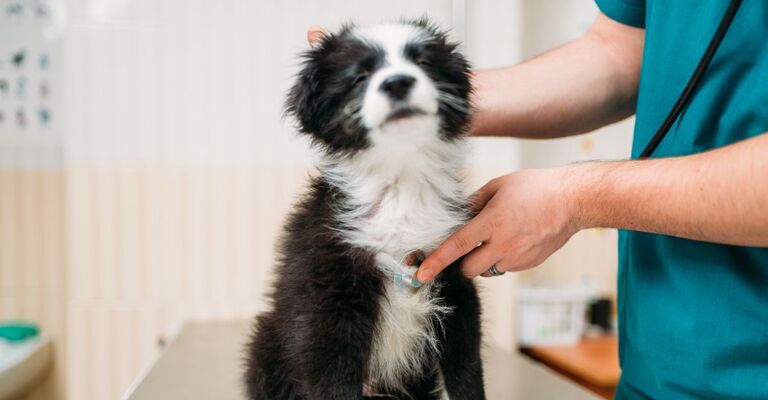 Un cane dal veterinario