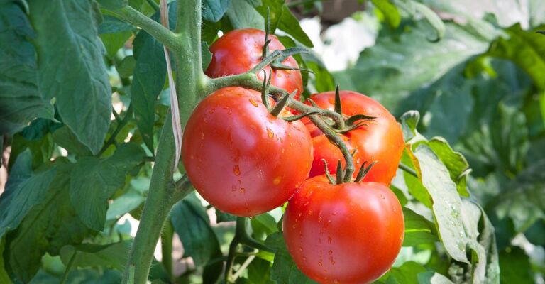 Dei pomodori