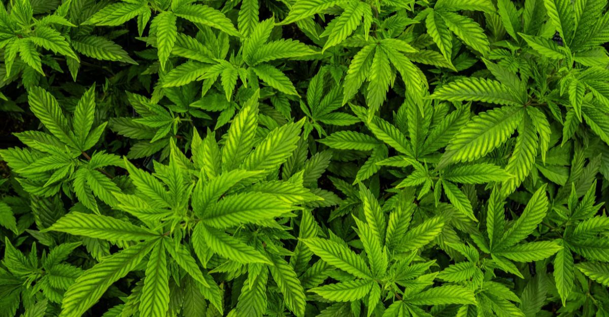Della cannabis