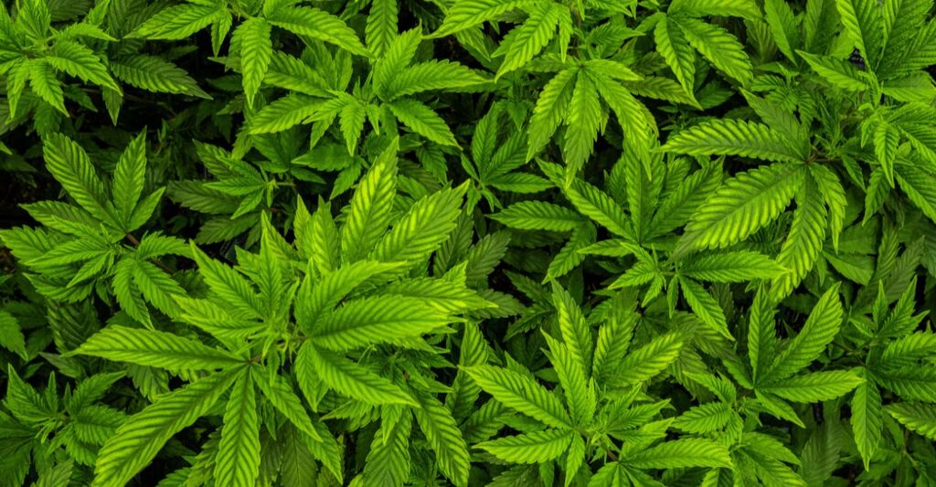 Della cannabis