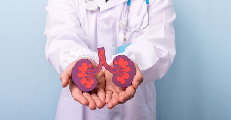 Un medico che tiene in mano un modellino cartonato dei reni