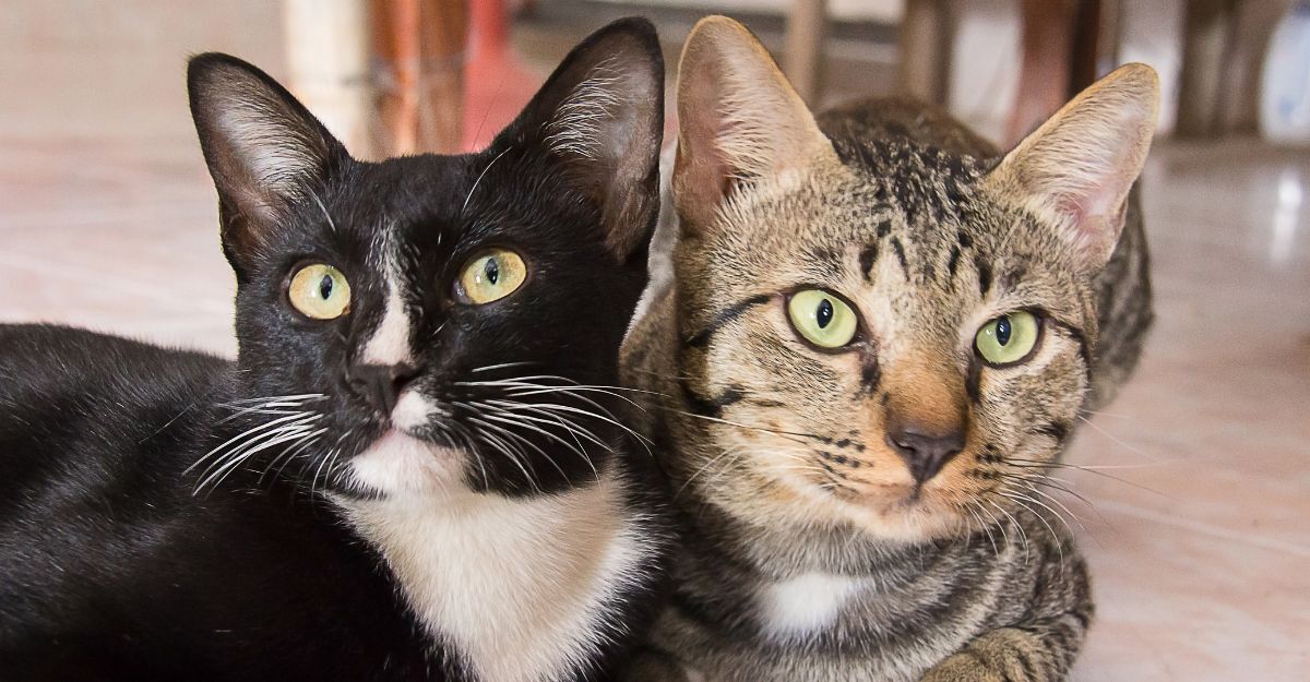 gatto bianco e nero e gatto tigrato