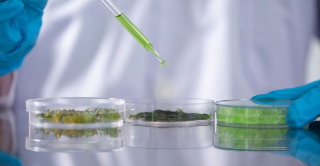 esperimento laboratorio alga