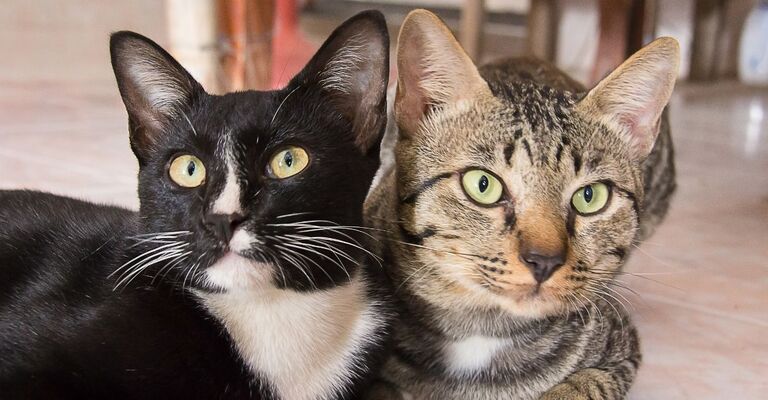 Due gatti, uno scuro e uno arancione tigrato