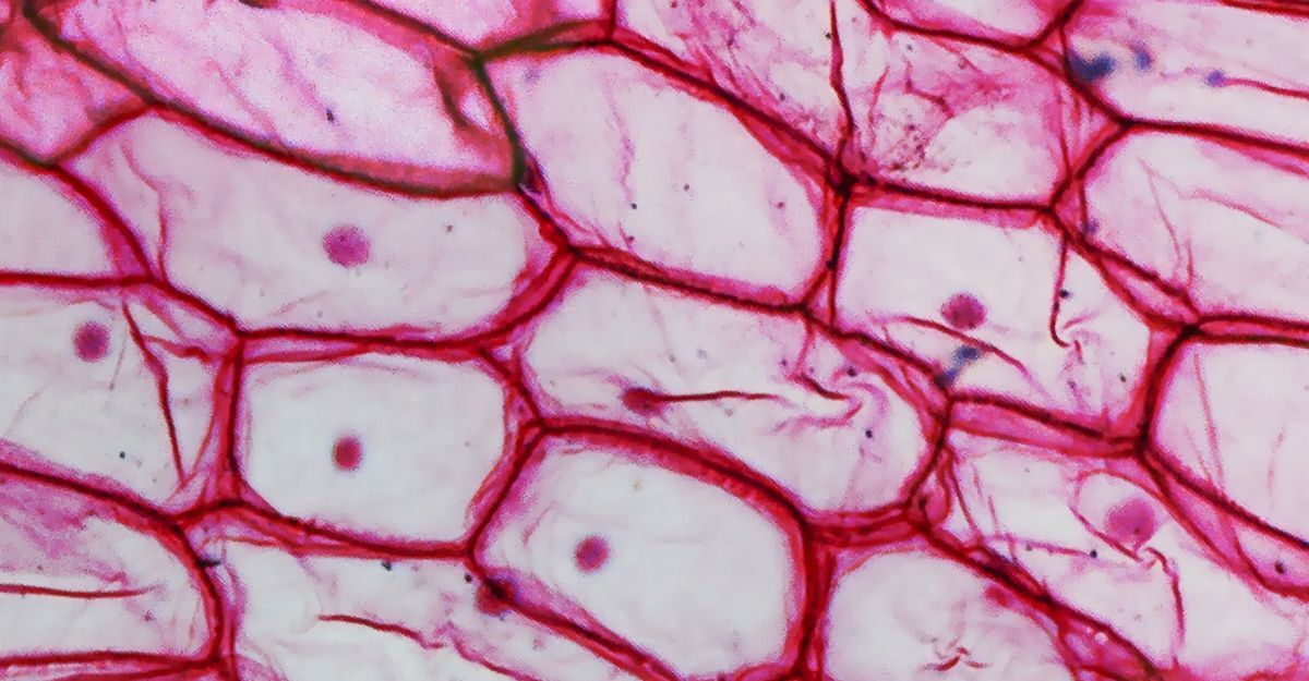 Vista microscopica di strutture cellulari evidenziate da una colorazione istologica rosa e viola