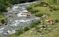 Koe steekt de rivier over...