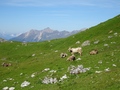 Koeien met de Lenzerhorn