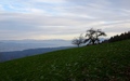 Zürisee