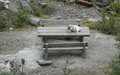 Geit op de tafel