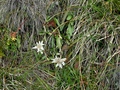 Edelweiss