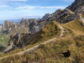 Alpenkauw