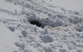 Marmotje