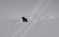 Marmotje