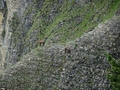 Gemsen