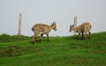 Jonge steenbokken