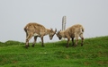 Jonge steenbokken