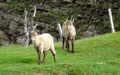 Jonge steenbokken