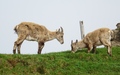 Jonge steenbokken