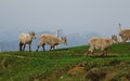 Jonge steenbokken