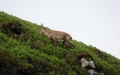 Steenbok