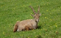 Steenbok