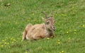 Steenbok